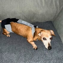 dachshund mix dog diaper