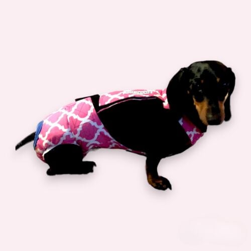 dog diaper