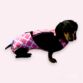 dog diaper