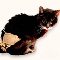 cat diaper