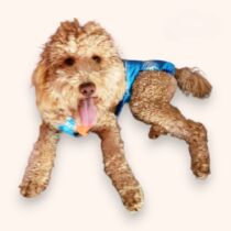 Blue Stripes Premium Waterproof Escape-Proof Washable Dog Diaper Overall