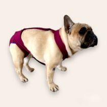 dog diaper