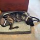 greyhound large breed dog diaper
