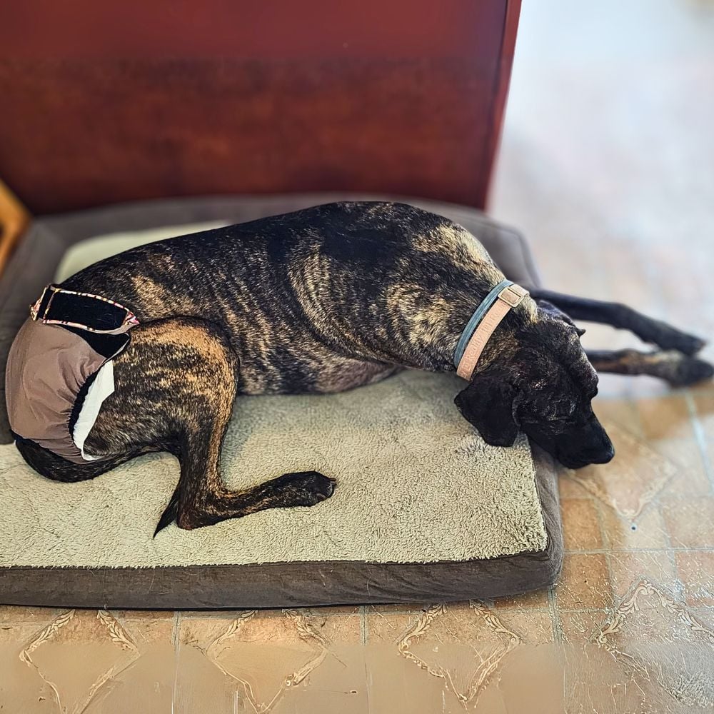 greyhound large breed dog diaper