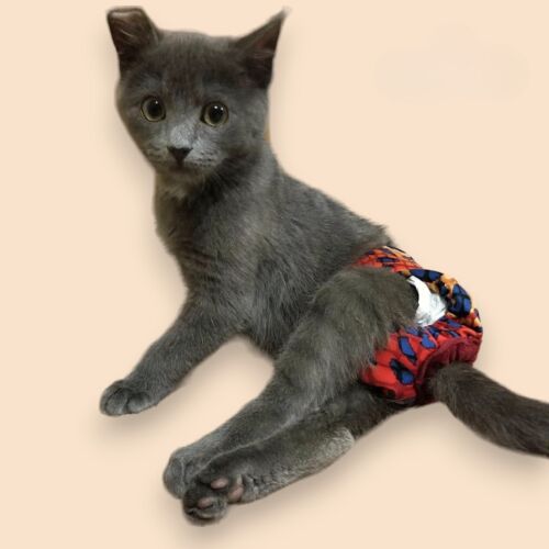 lita poppop valdez - ig kittenlifesaver cv