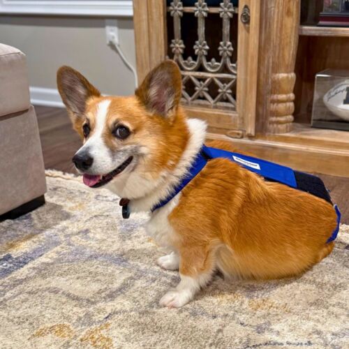 arthur - Trelfa 1 cv corgi dog diaper