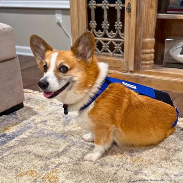 corgi dog diaper