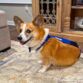 corgi dog diaper