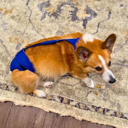 arthur - Trelfa 2 cv corgi dog diaper