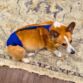 corgi dog diaper
