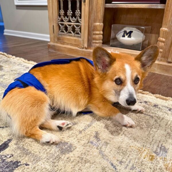 corgi dog diaper