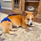 corgi dog diaper