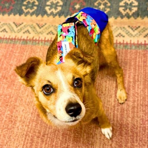 terrier chihuahua dog diaper