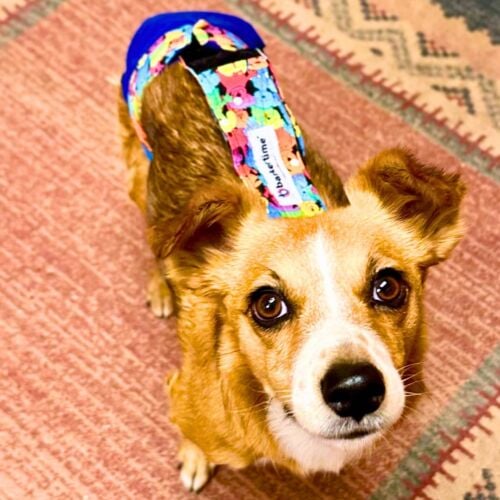 terrier chihuahua dog diaper