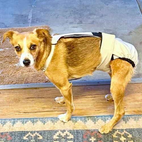 terrier chihuahua dog diaper