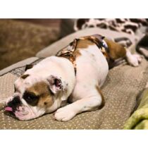 english bulldog dog diaper spina bifilda