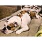 english bulldog dog diaper spina bifilda