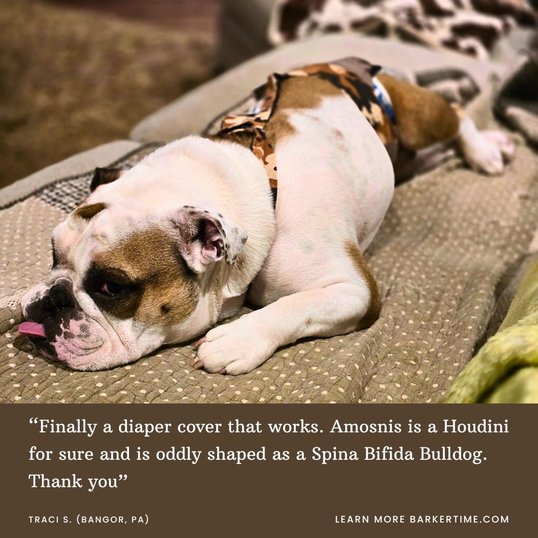 english bulldog dog diaper spina bifilda bulldog